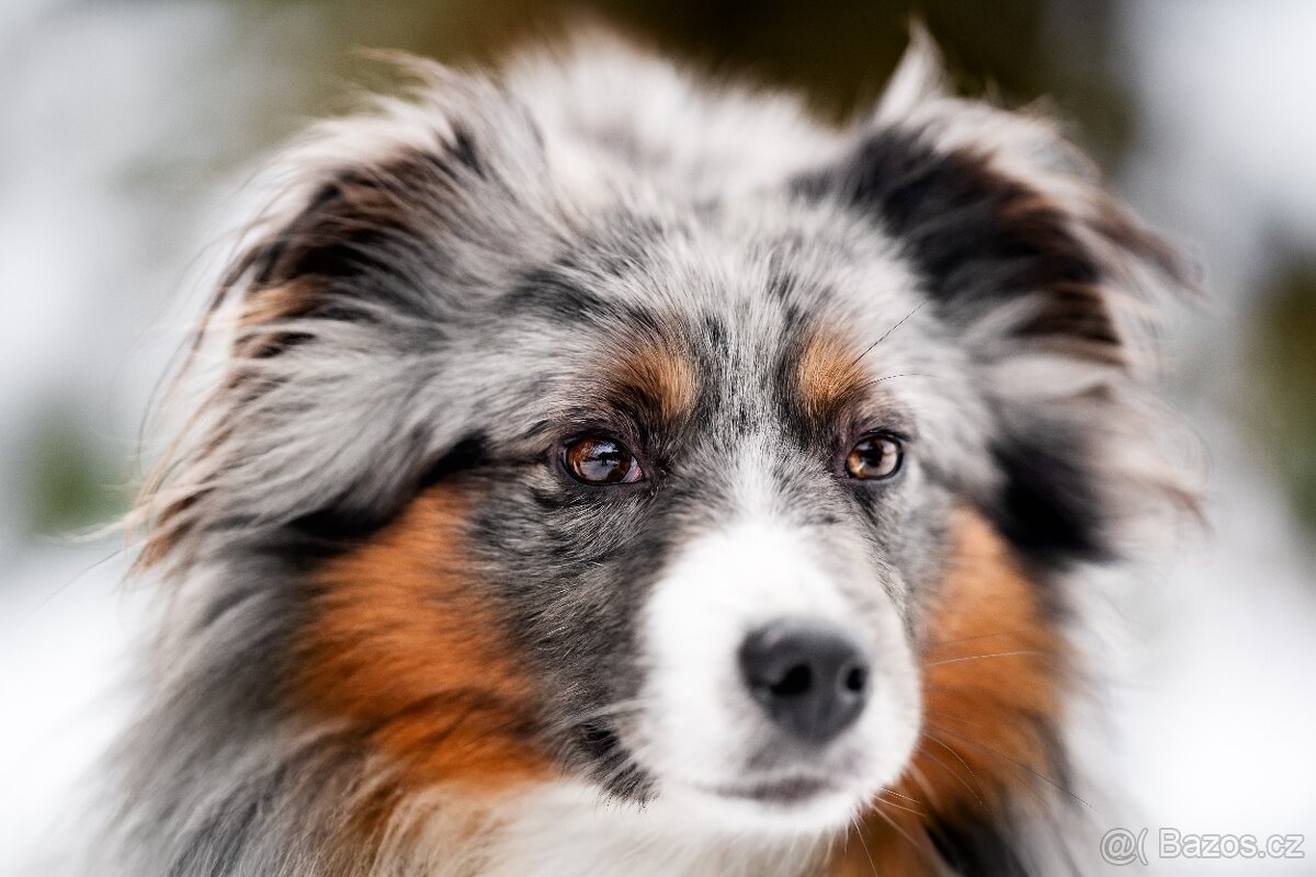 Miniaturní americký ovčák - 6