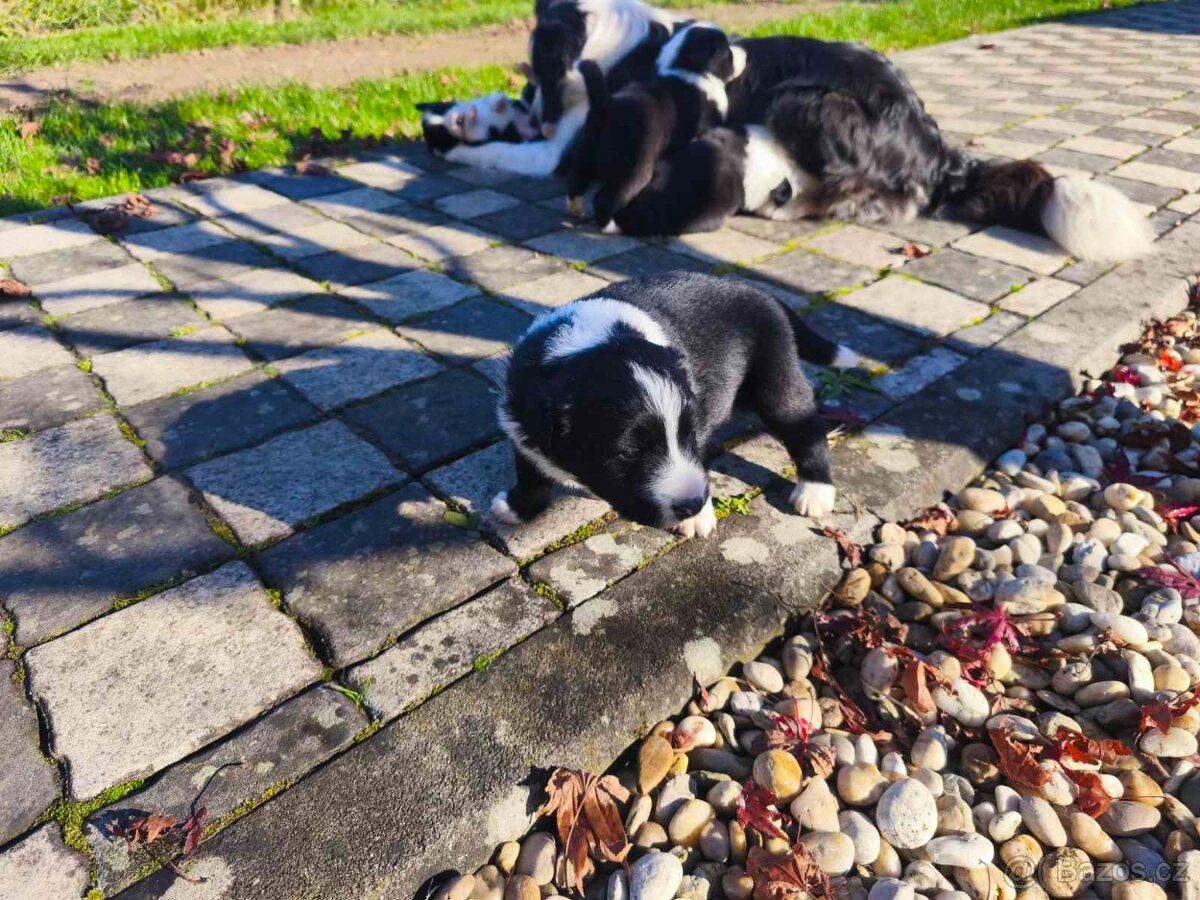 Border kolie dlouhosrstá - 6