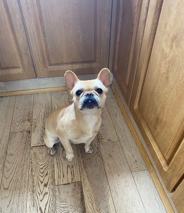 Francouzský buldoček - 6