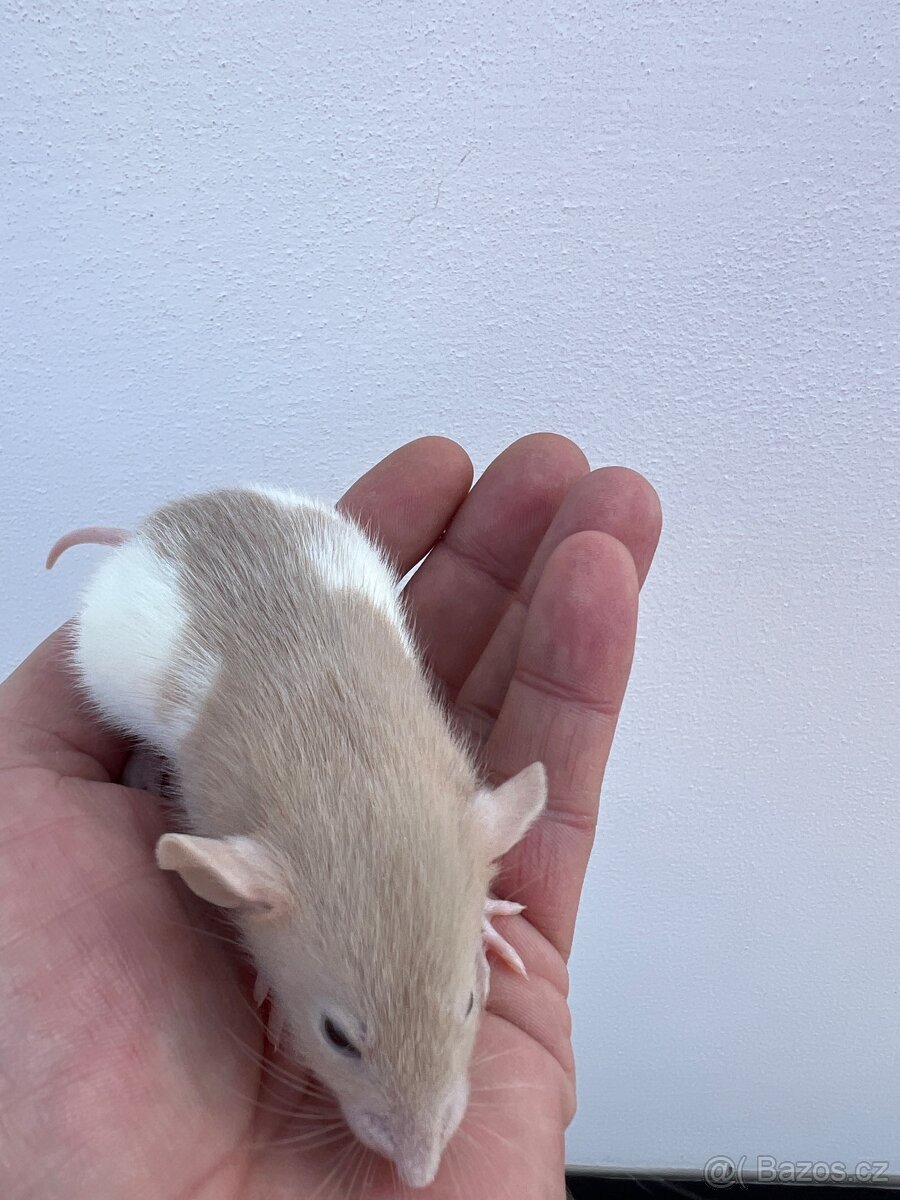 Potkan Dumbo - 6