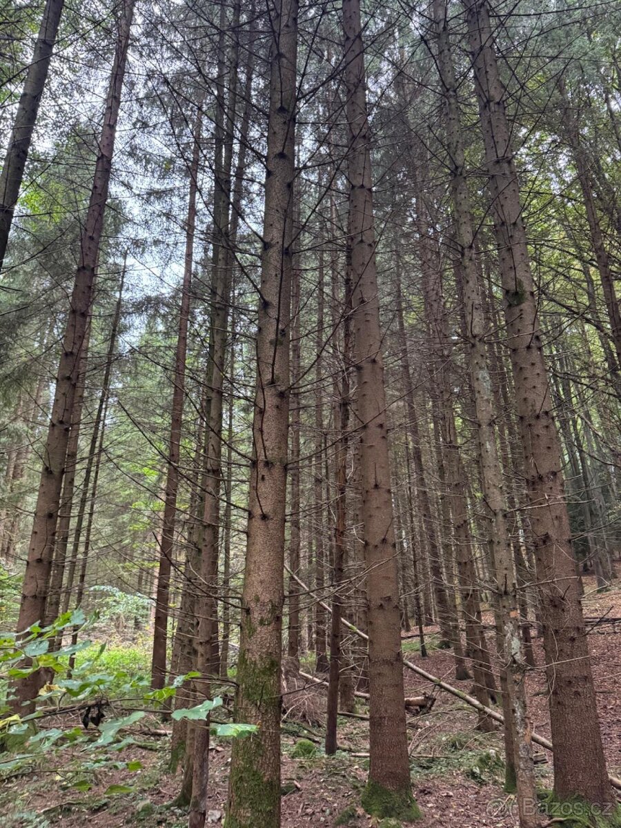 Prodám lesní pozemek v k.ú. Štiptoň - 6