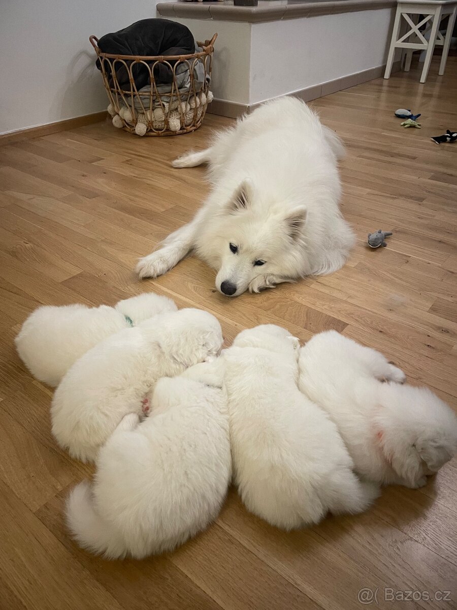 Samojed – Poslední štěně (s PP) - 6