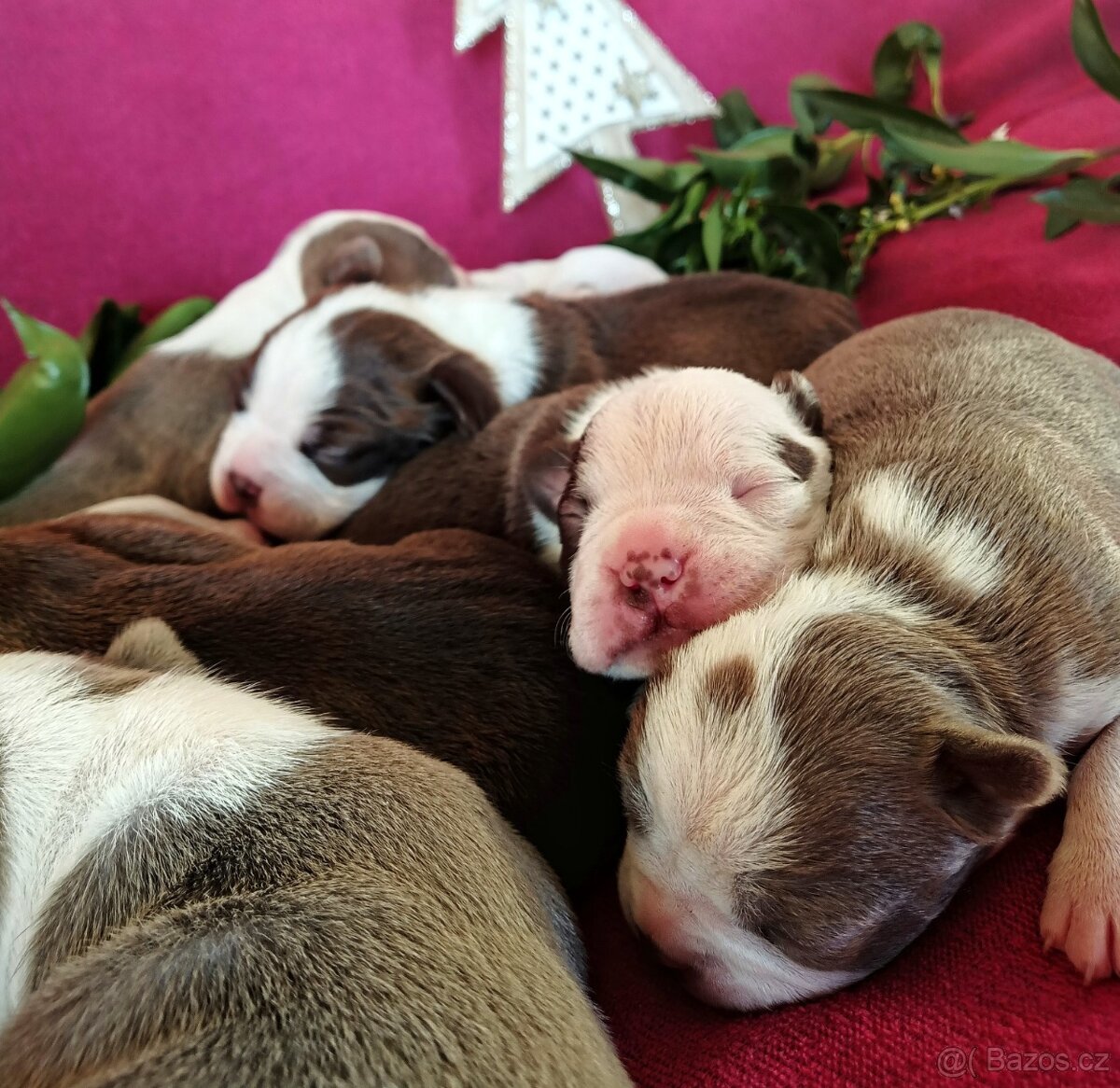 Bostonský teriér, štěňátko s PP - odběr únor 2026 - 6