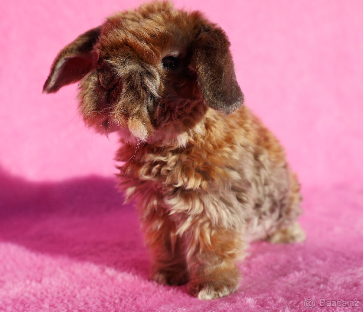 Zakrslý satén rex beránek , samička s VP . - 6