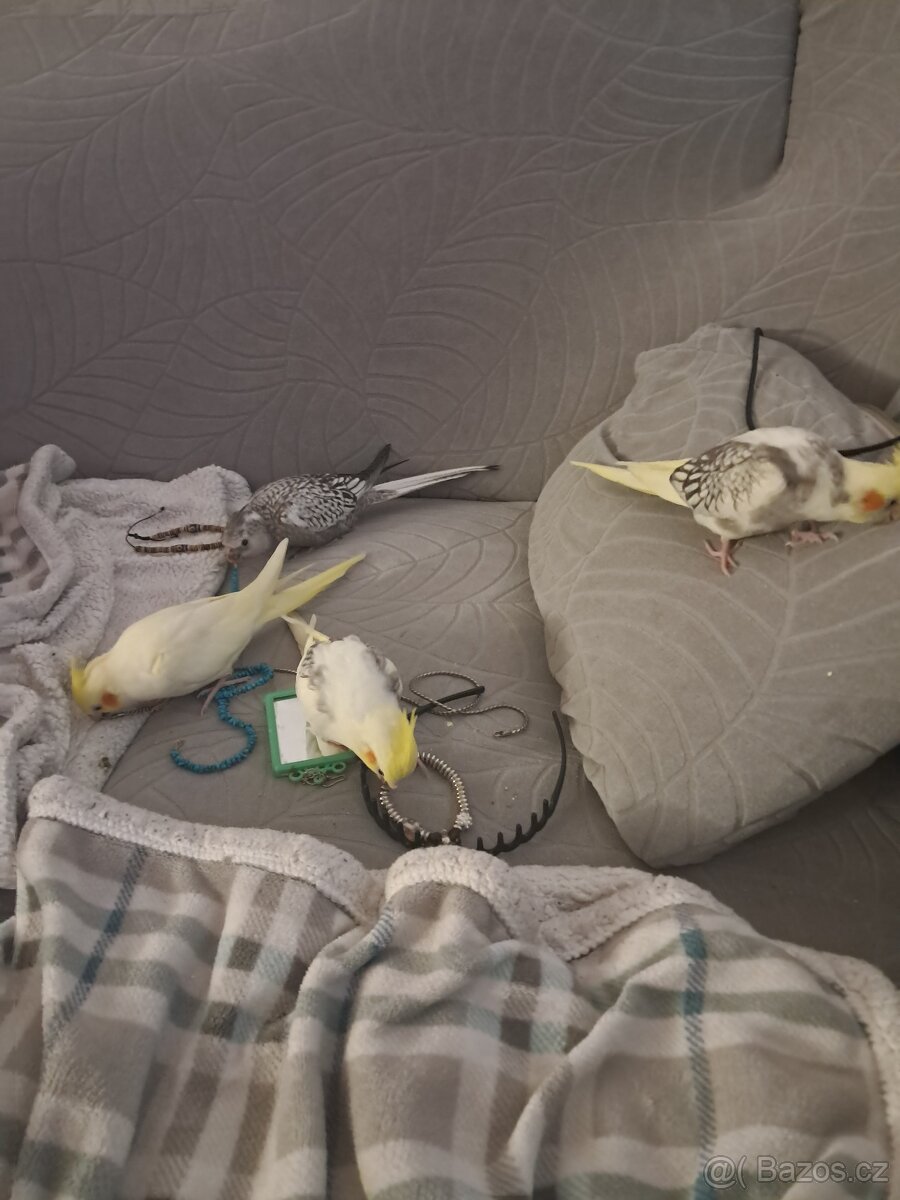 Ručně dokrmené korely. - 6