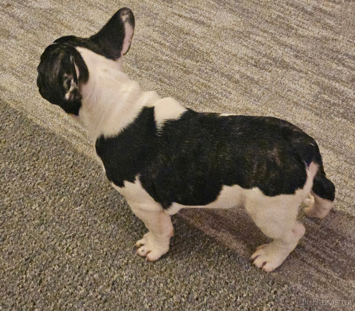 Francouzský buldoček - 6