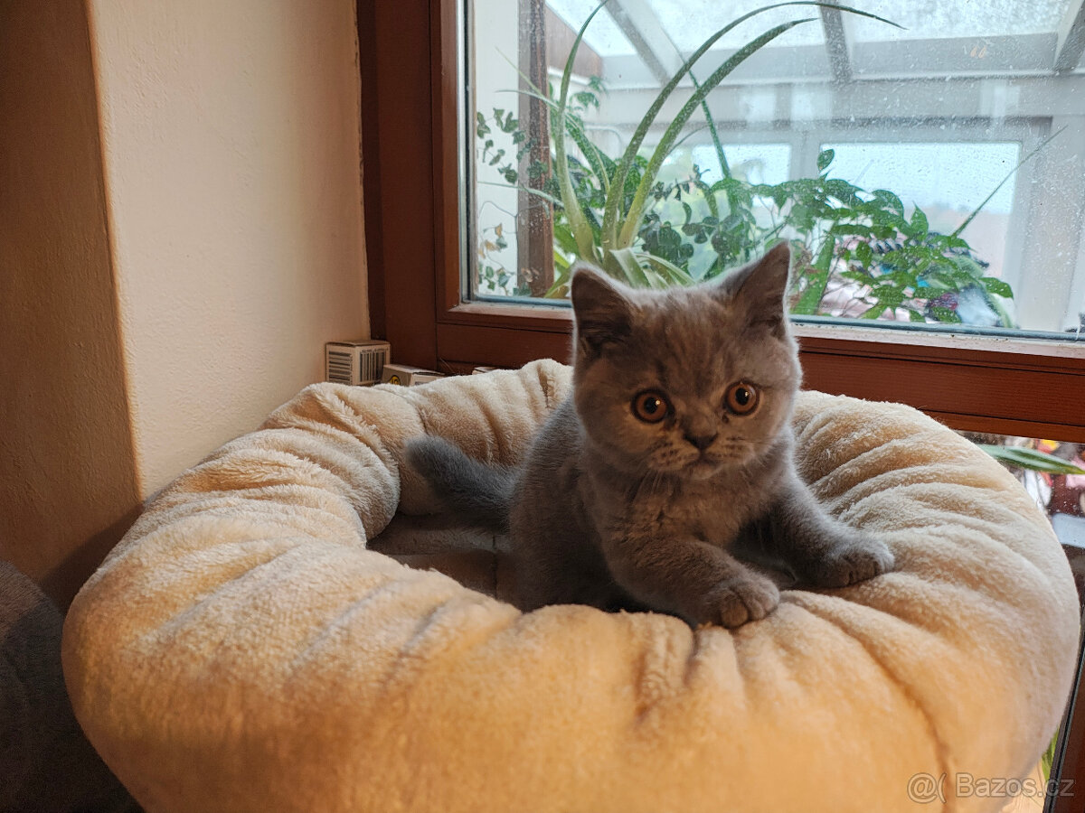 Britská krátkosrstá koťátka s PP - 6