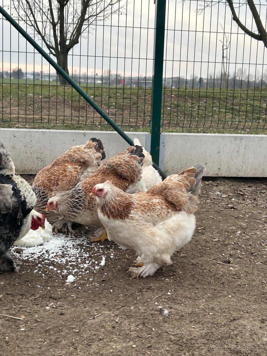 NV Brahmánka velká - 6