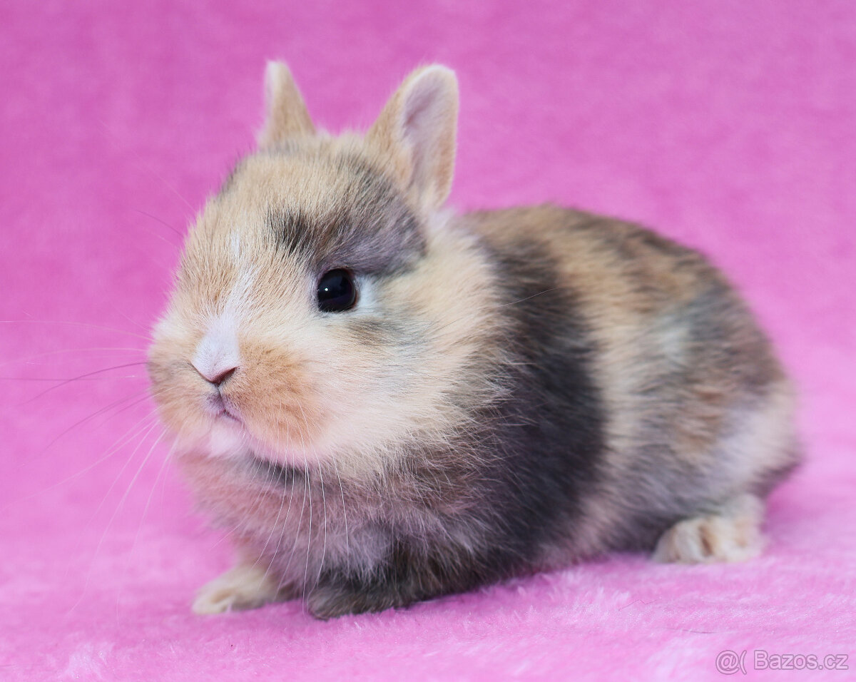 Zakrslý krátkouchý králíček , malinká samička . - 6