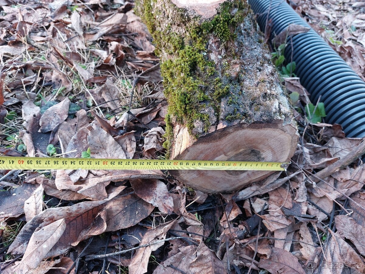 Ořech, ořechové dřevo, kmen. - 6