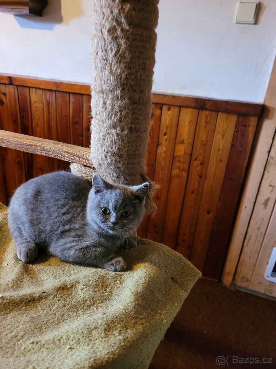 Britské modré kotě - 6