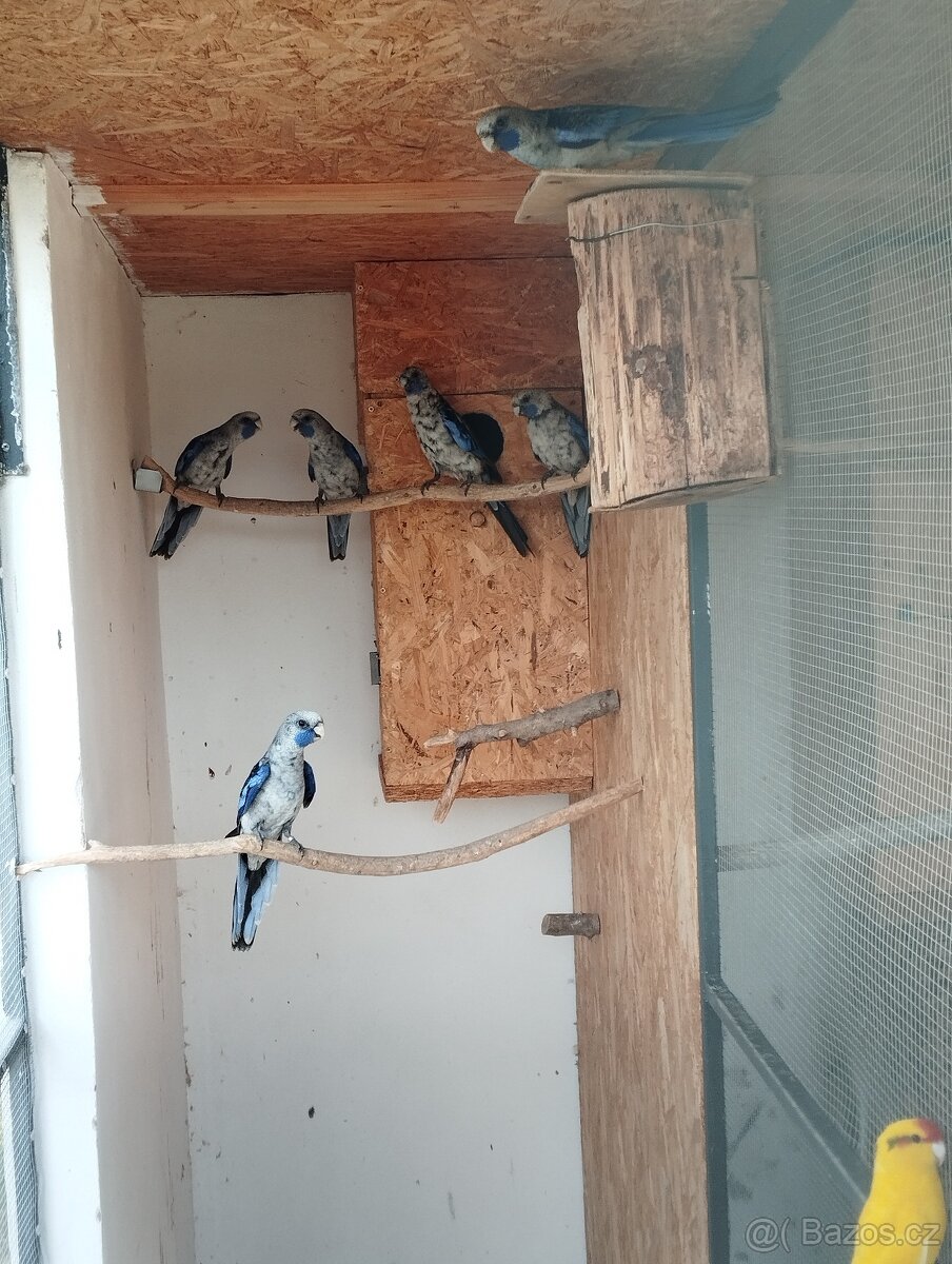 Prodám rozely, papousky nádherné - 6