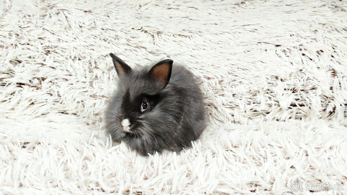 Zakrslý králík, králíček- HOLLY - 6