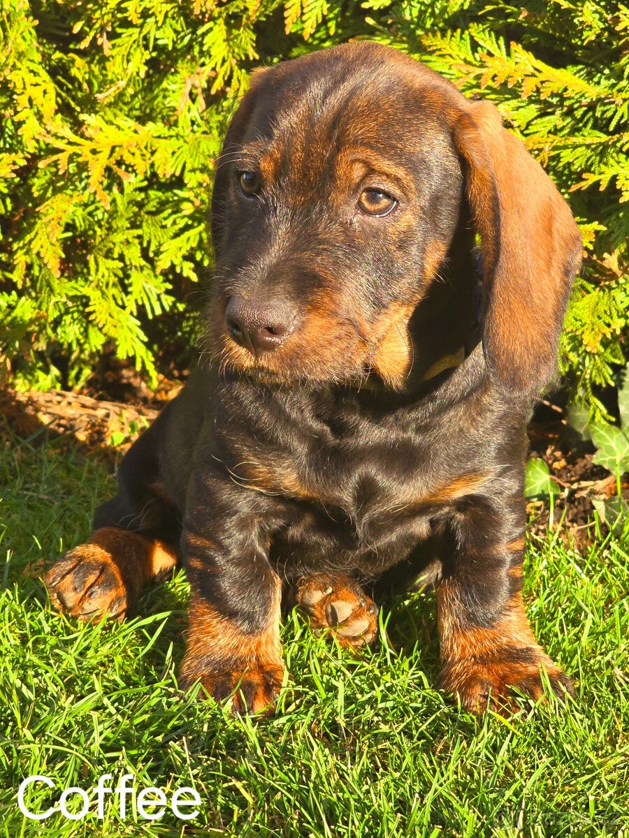 Jezevčík drsnosrstý standardní - 6