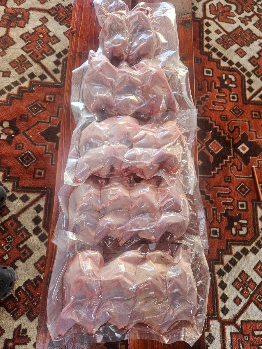 Křepelka japonská - 6