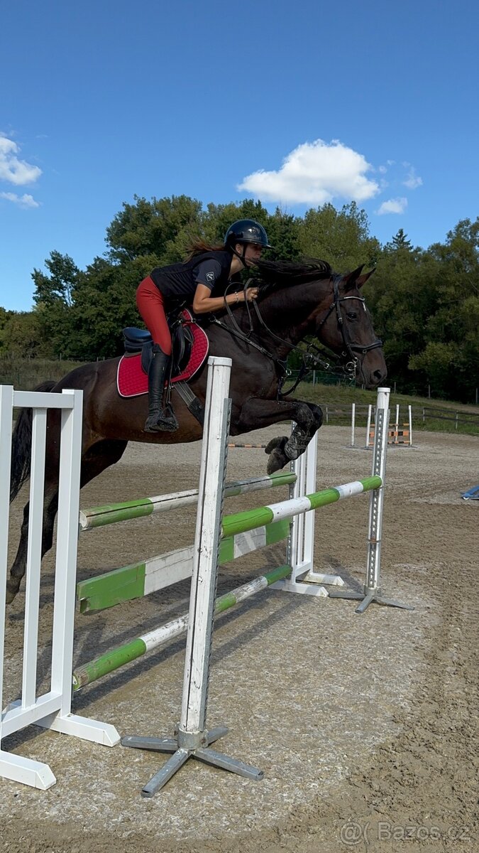 Valach do sportu - 6