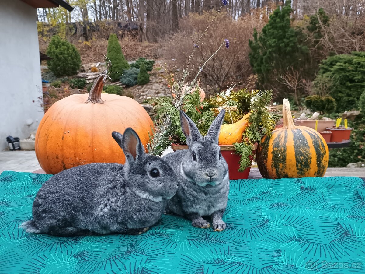 Zakrslý rexík činčilový vánoční miminka - 6