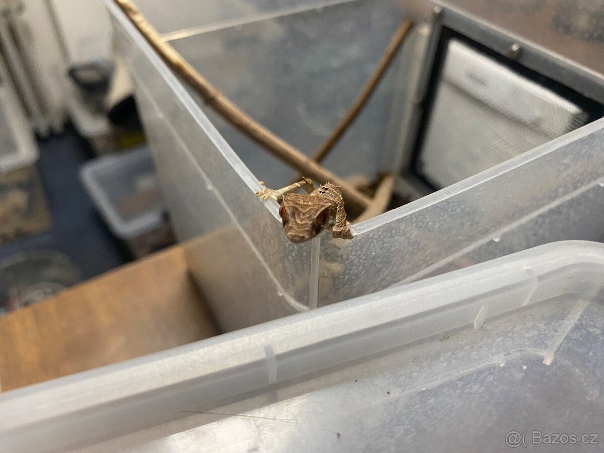 Uroplatus ebenaui - 6