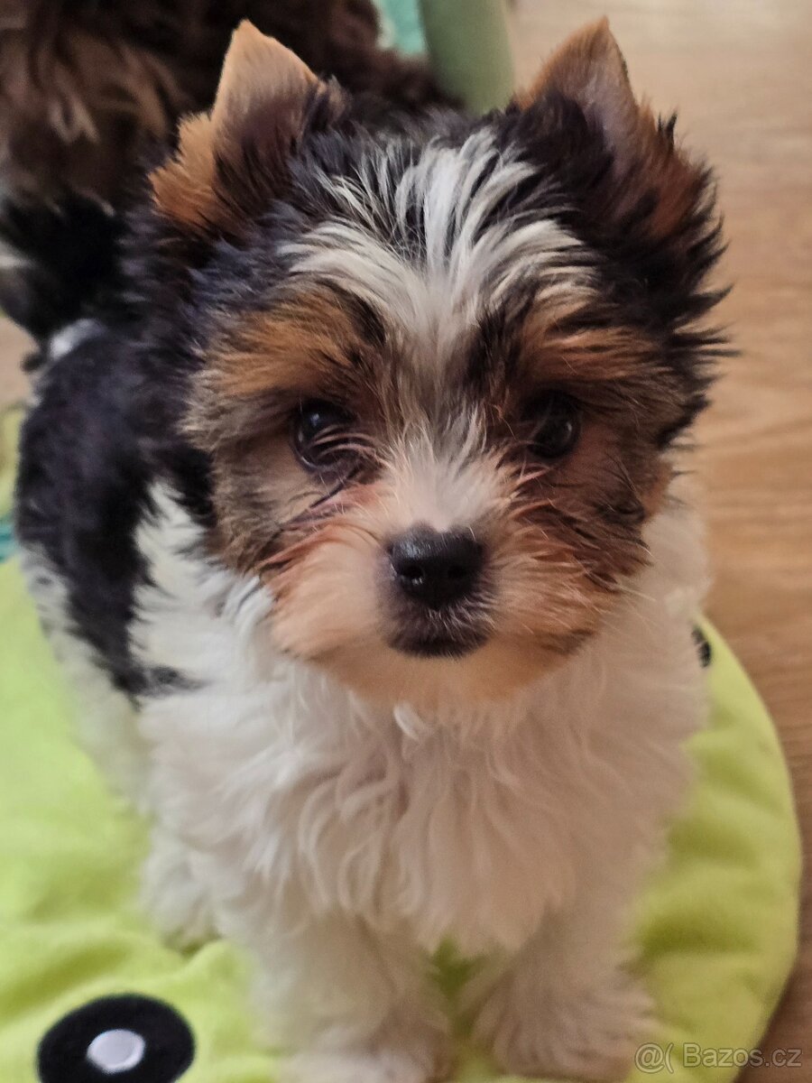 Jorkširský teriér-biewer - 6