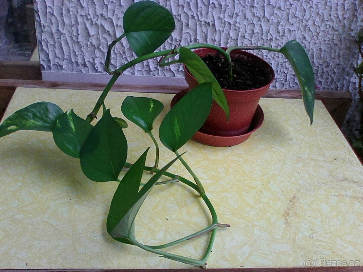 Pokojové květiny - 6