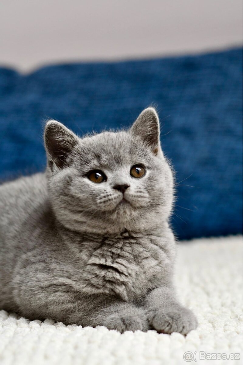 Britská modrá koťátka s PP - PRODANÍ - 6