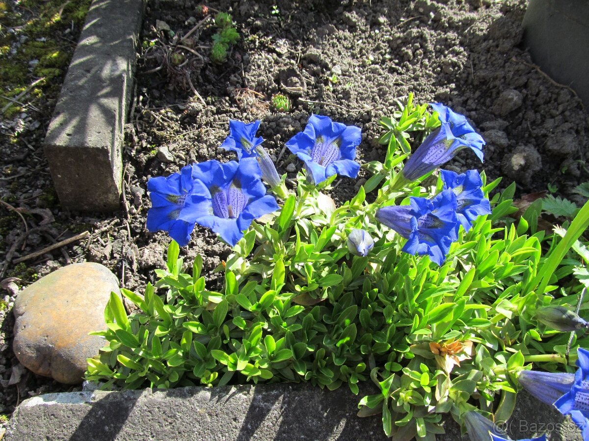 Netřesky na střechu, skalku, zídku - 6