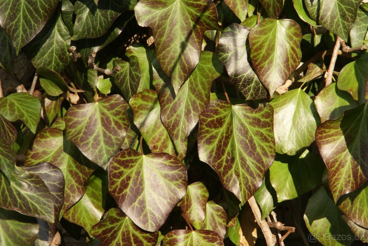 Minolta AF zoom Xi 28-105mm 3,5-4,5 - 6