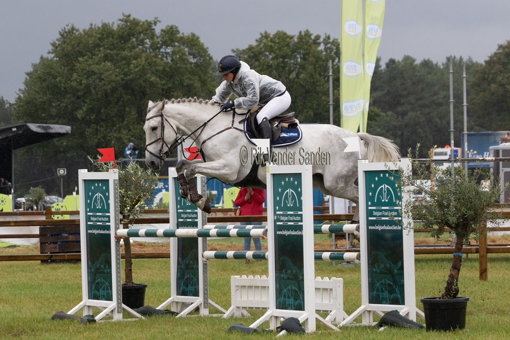 Šimla belgického teplokrevníka - 6