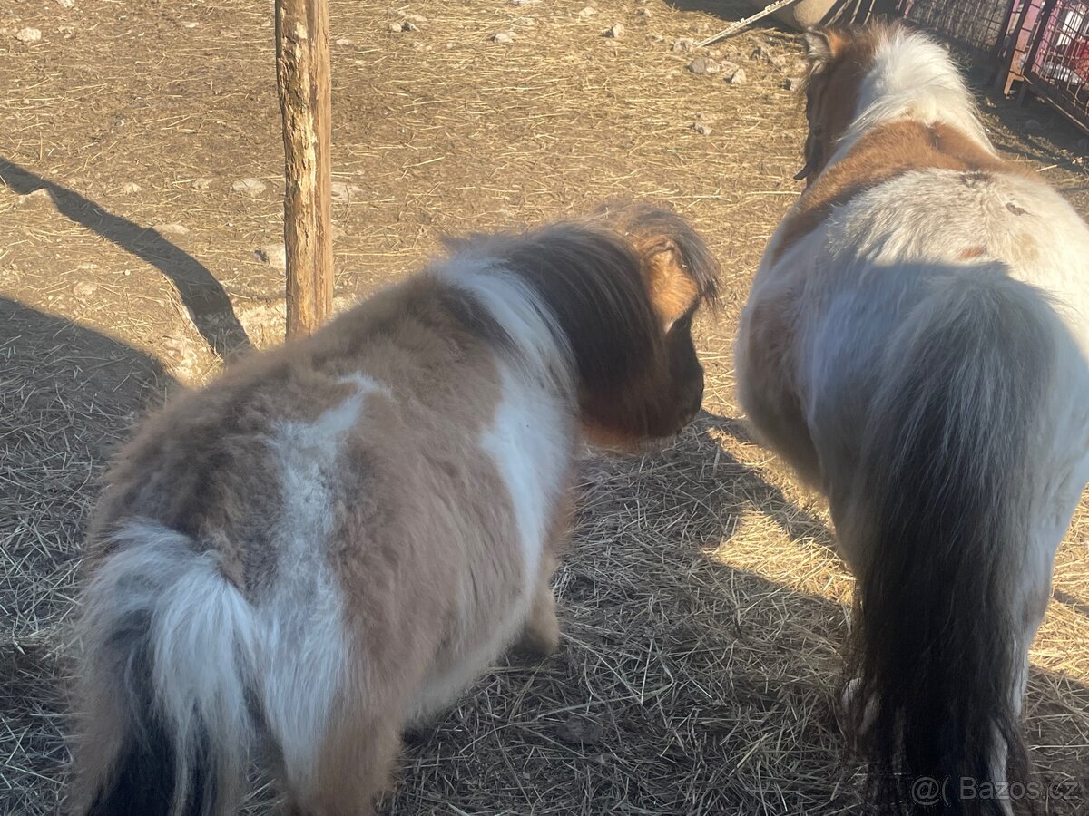 Shetlandsky minipony - 6