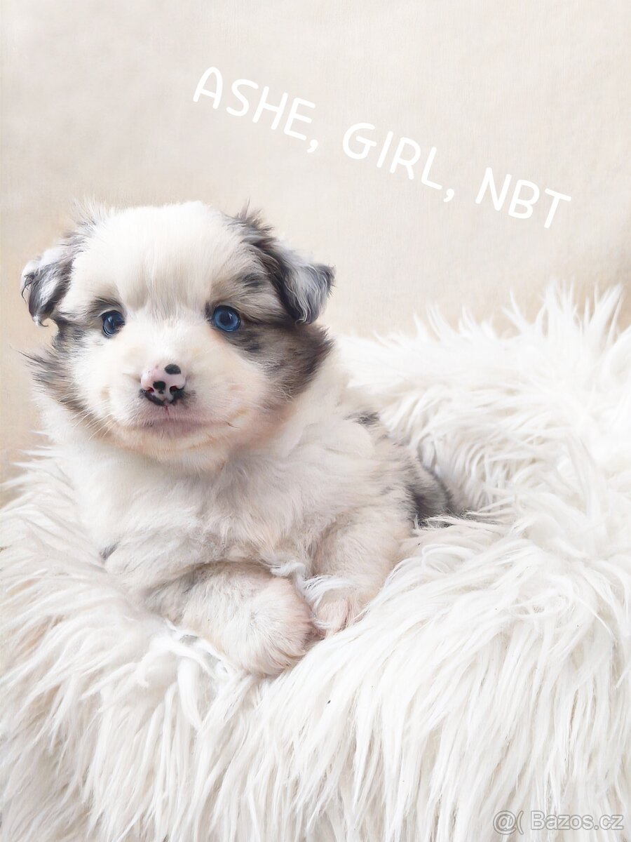 Miniaturní americký ovčák - 6