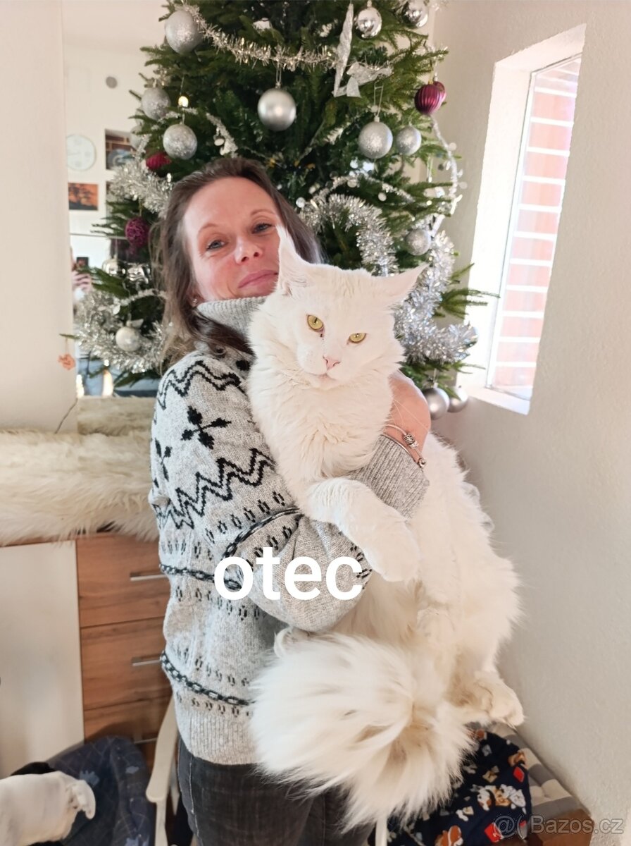 Mainská mývalí kočka - koťata bez PP - 6