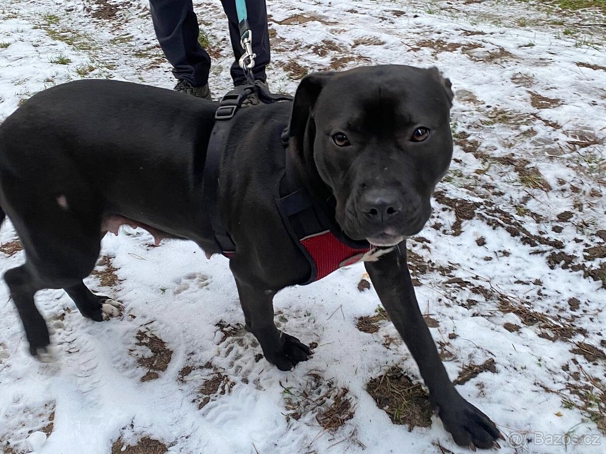 GORA K ADOPCI - něžné plaché zlatíčko - 6