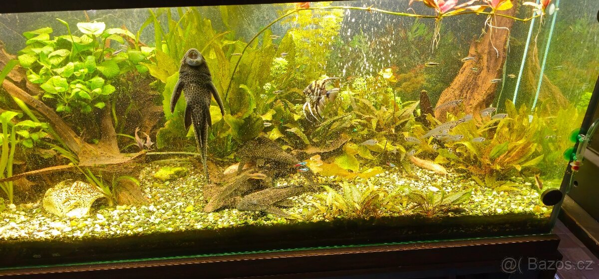 Kompletni akvarijni set 540l - 6