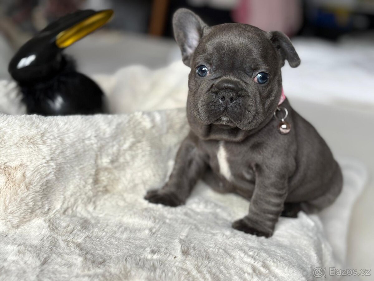 Francouzsky buldoček - 6