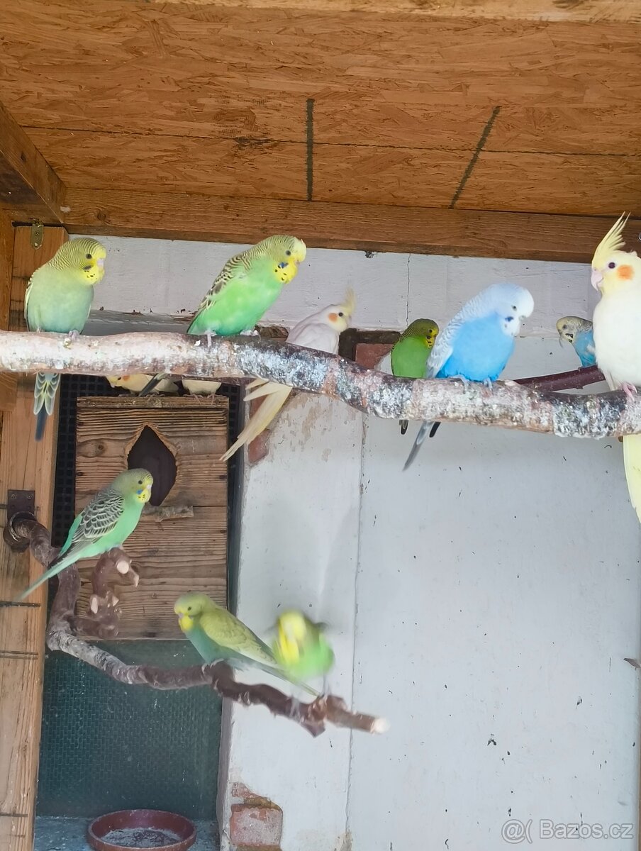 Prodám loňské mláďata Andulek a Korel - 6