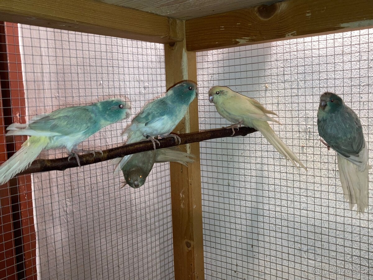 Kakariki červenočelý - 6