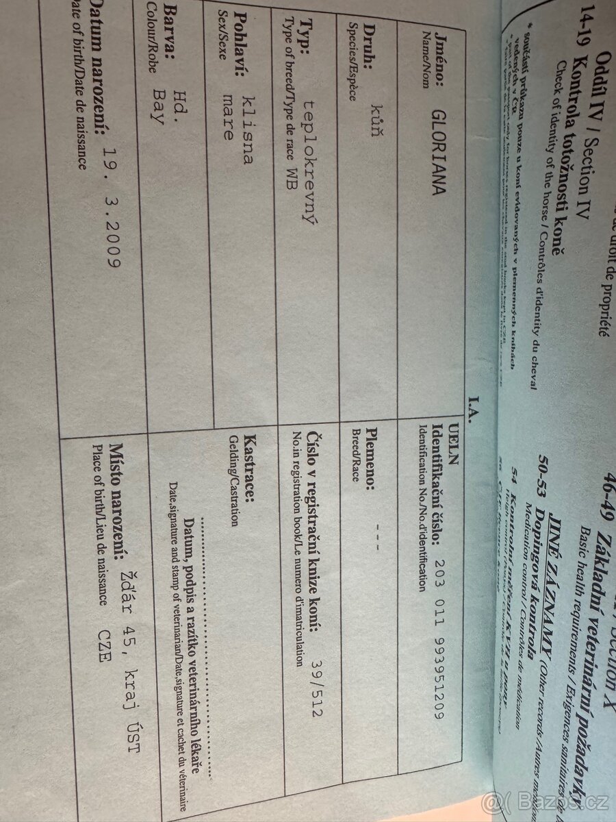 Kobyla na rekreaci, společník, do chovu - 6