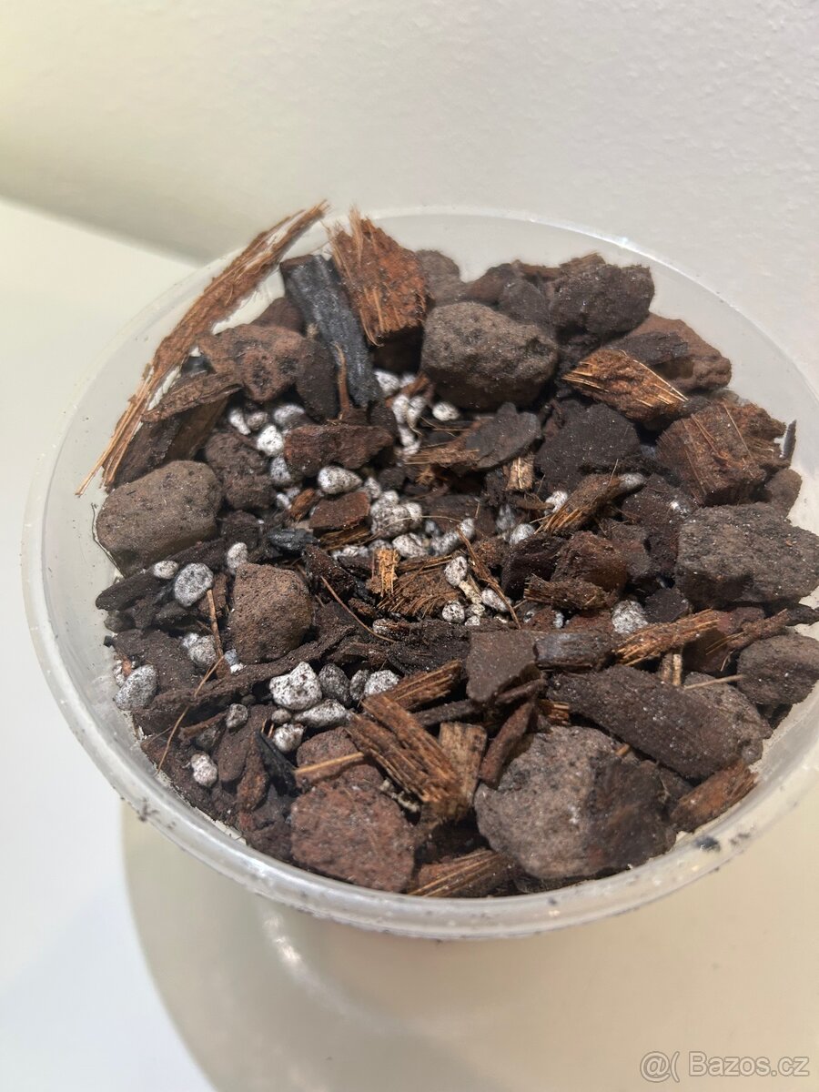 Philadendron White Princess - 6