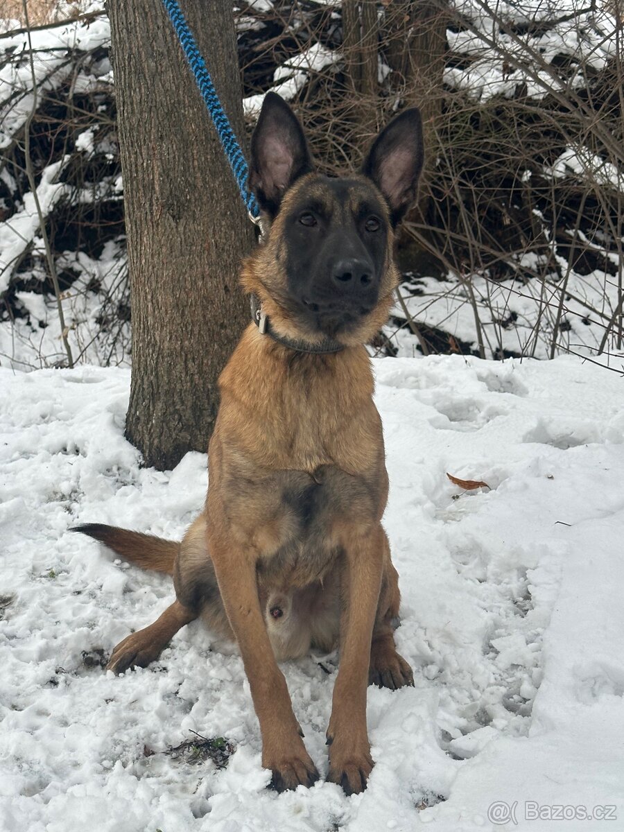 Belgický ovčák Malinois - 6