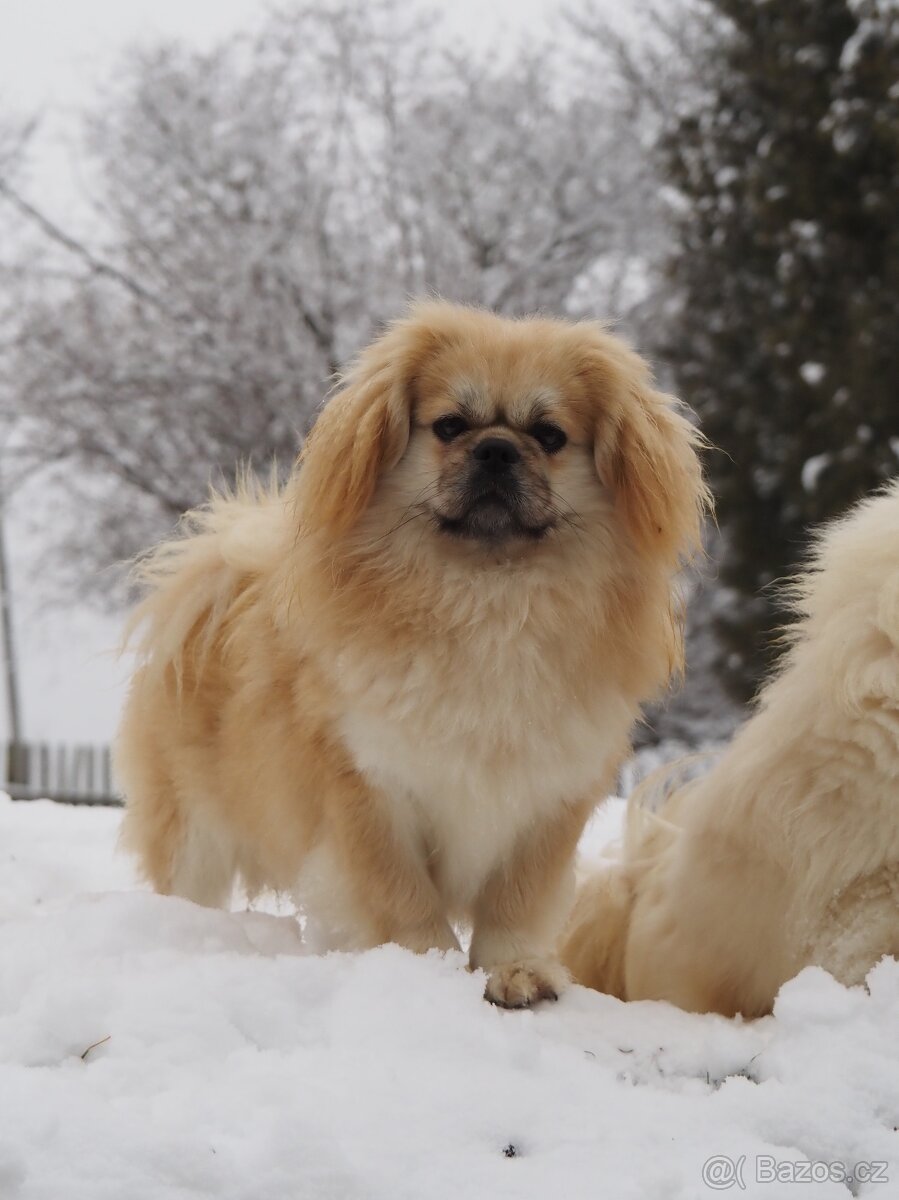 Tibetský španěl s průkazem původu - 6