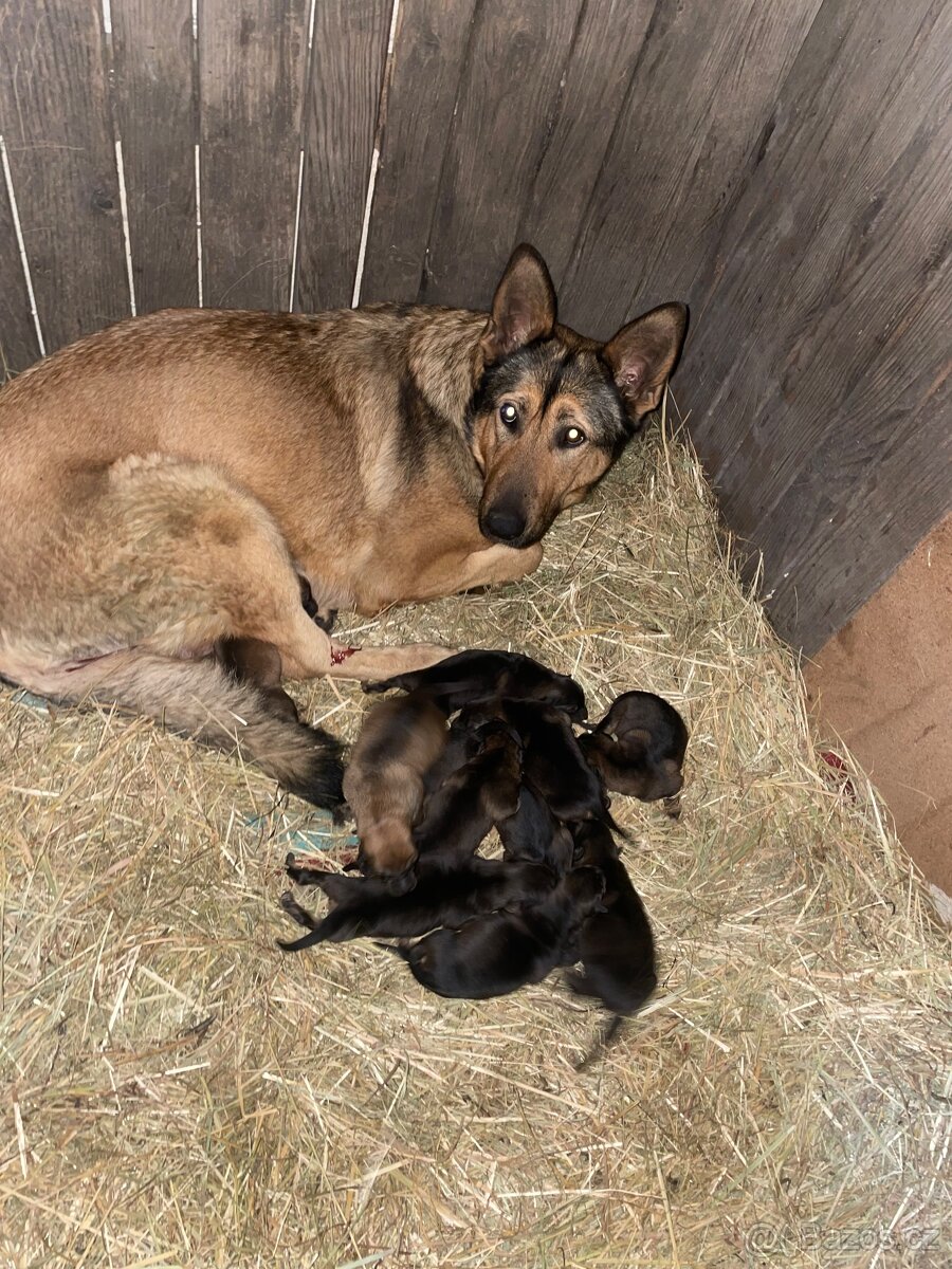 Štěňata německého ovčáka - 6