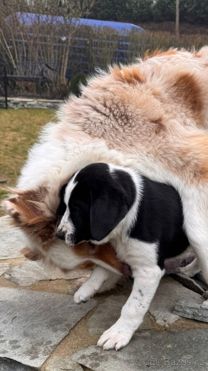 2-měsíční štěně x dvou plemen s PP - 6