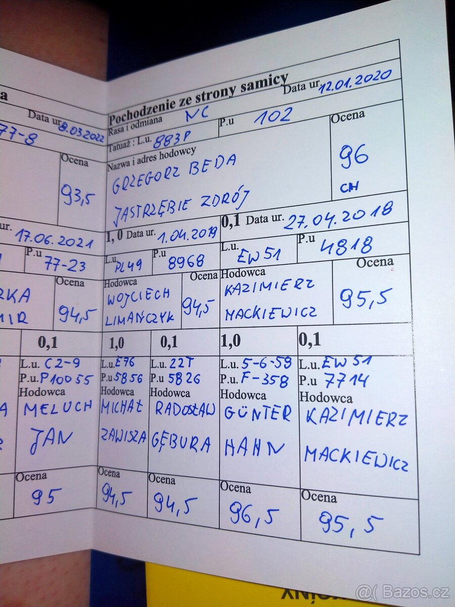 Novozélandský červený, samec - 6