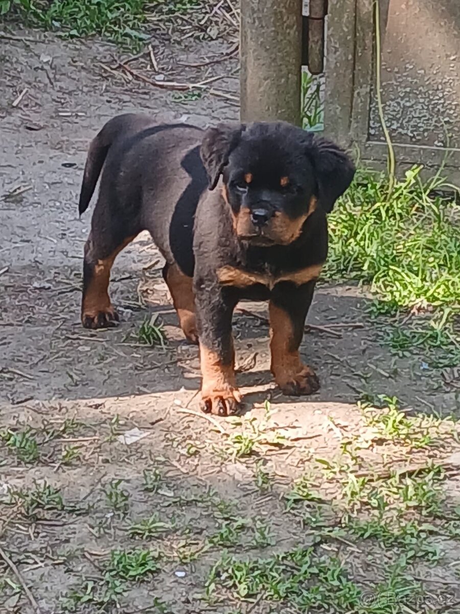 Rotvajler, rtw, rottweiler - 6