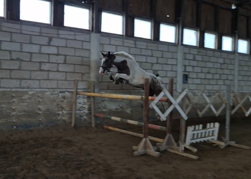 Mladý valach atraktívnej farby - 6