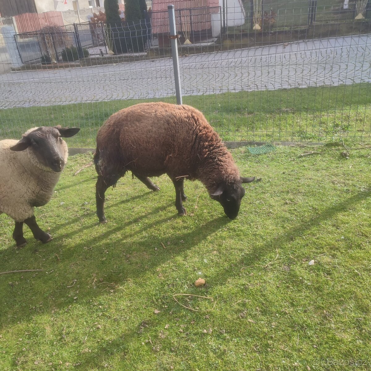 Sufolk 2 barany, 2 ovce Zwartbles - 6