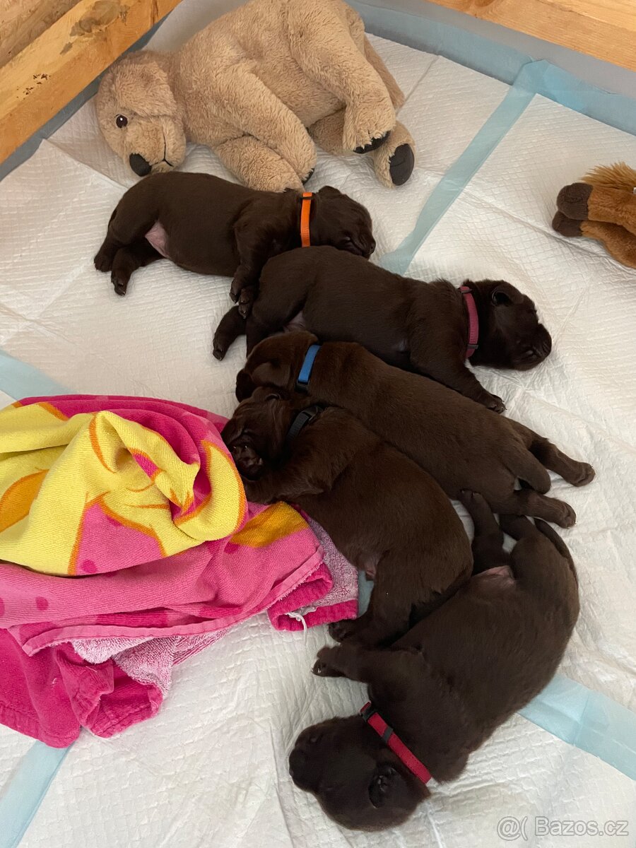 Čokoládová štěňátka labradorského retrívra s PP - 6