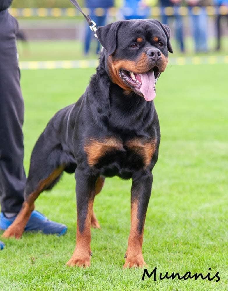 Rottweiler s PP Rotvajler s PP Štěňata rotvajlera s PP Štěňa - 6