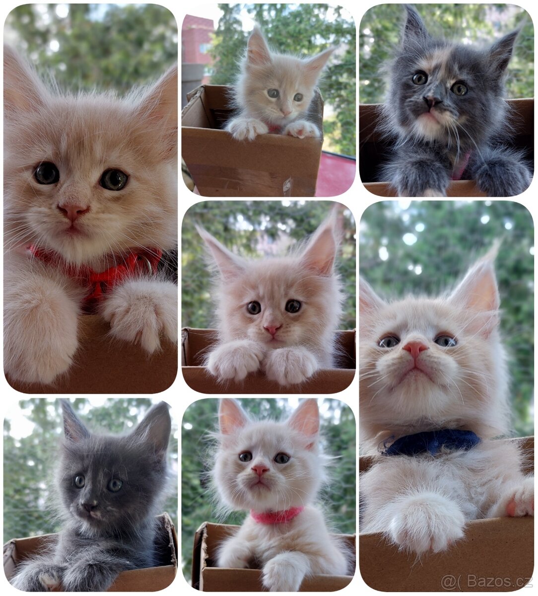 Mainská mývalí kočka s PP - 6