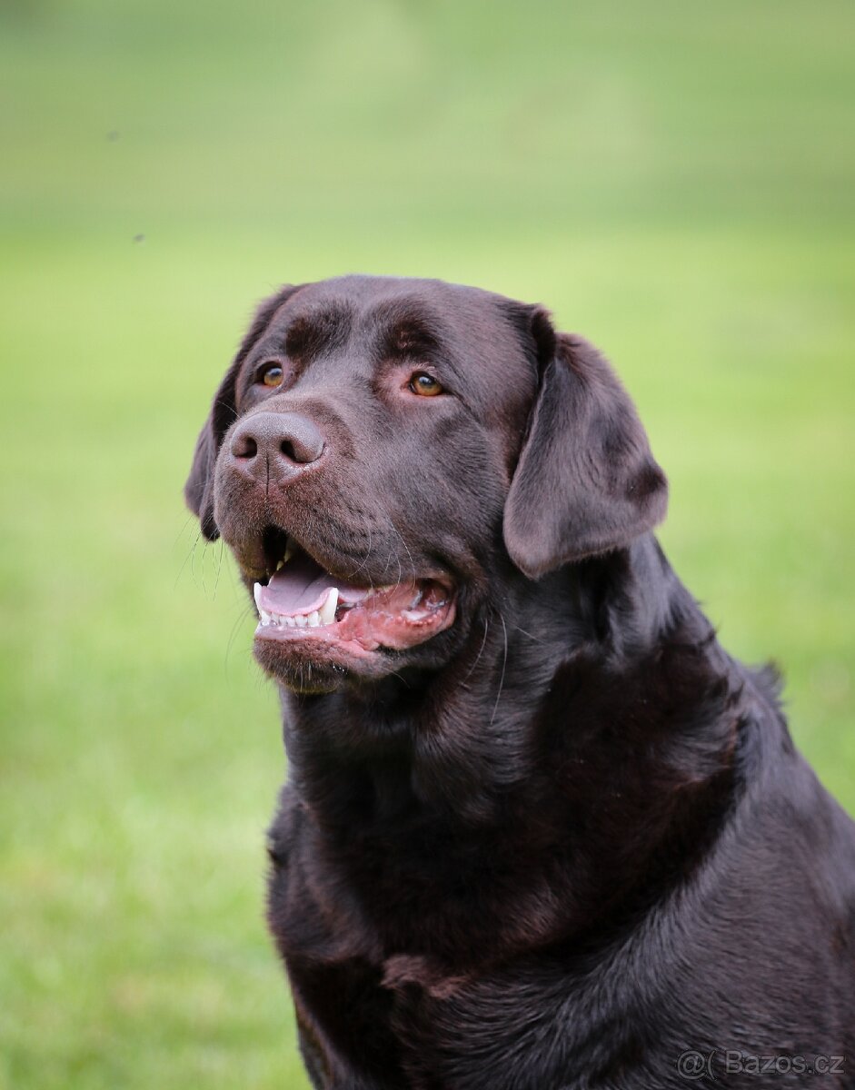 Štěňátka labradora s PP - 6